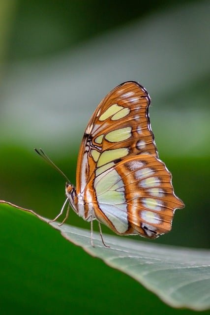 Butterfly as Opening One's Chest Shibashi 1 form 2