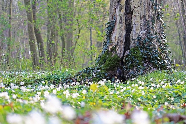 old tree anemones flowers, ugliness and beauty