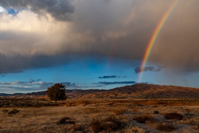 tree sky rainbow